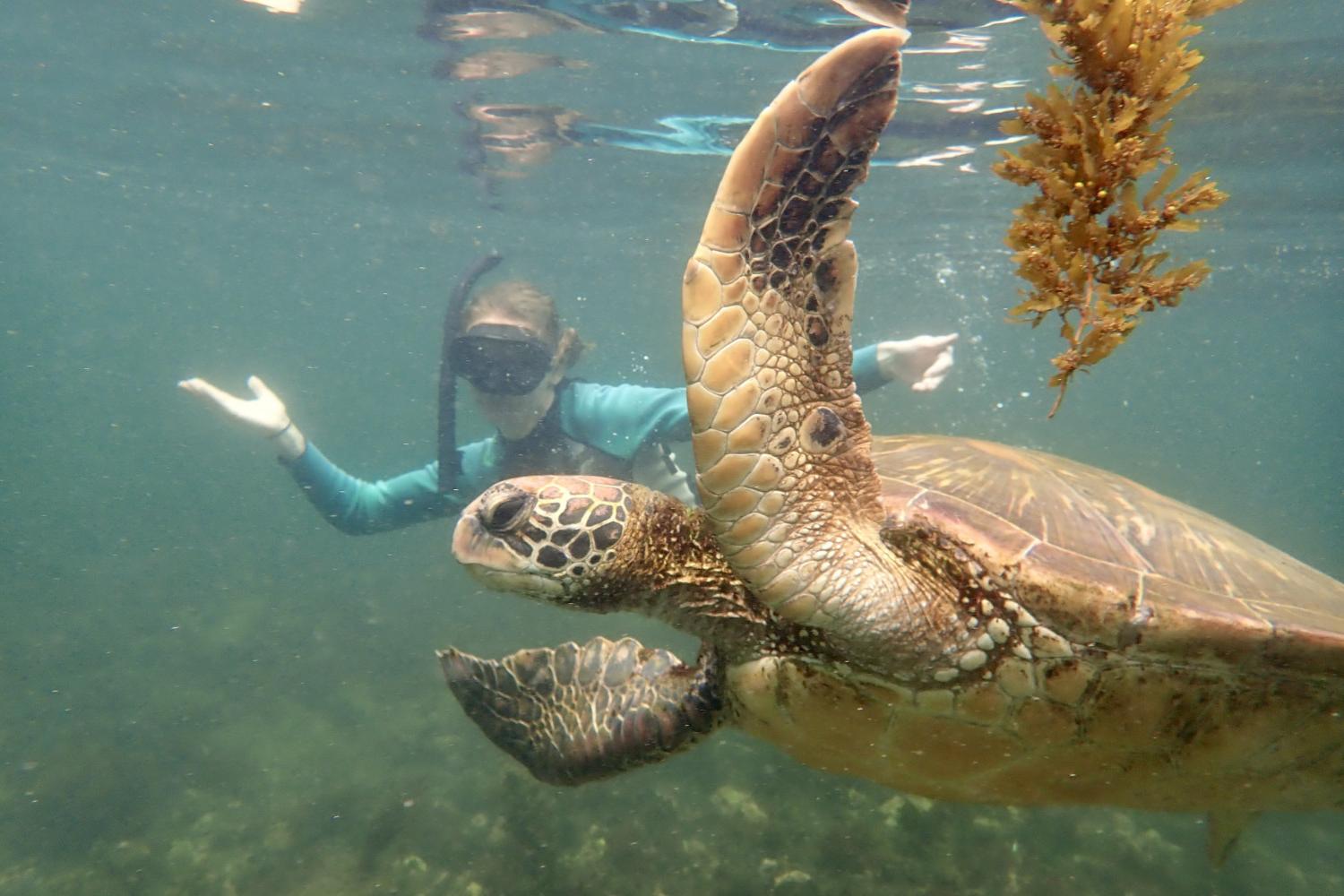 一名<a href='http://gciv.ngskmc-eis.net'>bv伟德ios下载</a>学生在Galápagos群岛游学途中与一只巨龟游泳.